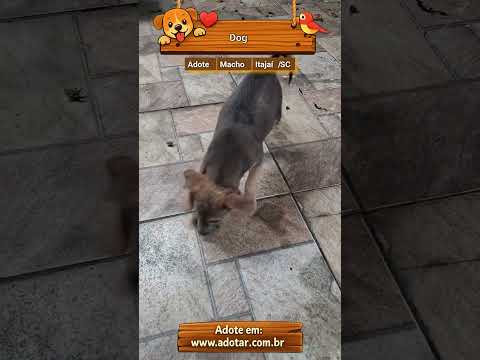 Vídeo de Dog