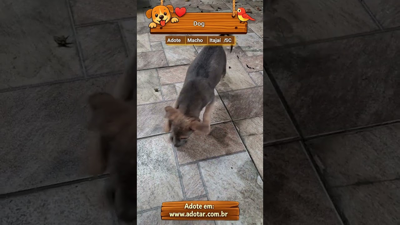 Cachorro raça SRD-ViraLata idade 2 a 6 meses nome Dog