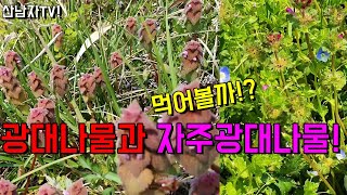 뼈마디가 쑤시고 아플때~중풍예방 관절통 근육통 흔한 잡초? 봄나물 들나물 광대나물 자주광대나물 쇠뜨기 큰 개…