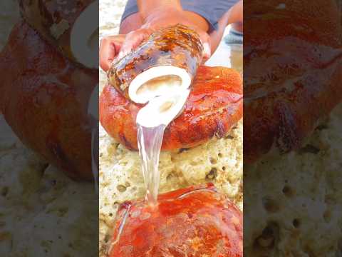This Sea Cucumber is FULL of Water! 🤯