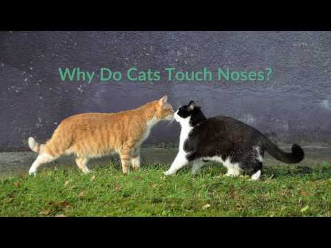 Why Do Cats Touch Noses?