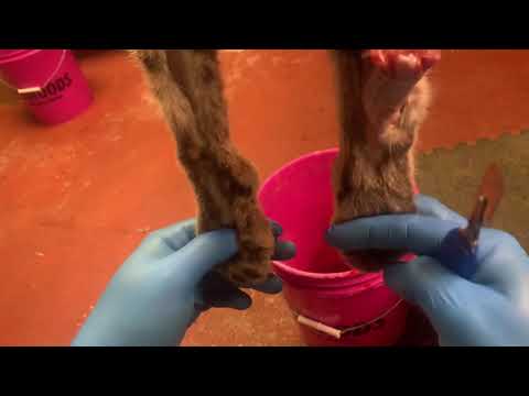 How to skin out Bobcat feet - Bobcat feet with pad and claws- Bobcat taxidermy for feet