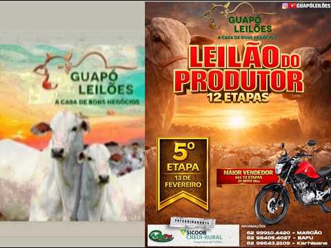 LEILÃO DE GADO EM GUAPÓ - GOIÁS 13/02/2026