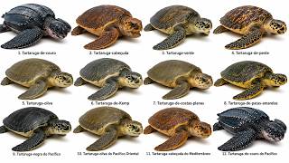 Todas as Tartarugas Marinhas do Brasil Explicadas em 10 Minutos