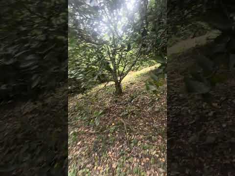 En venta Hermoso lote Viotá cundinamarca 