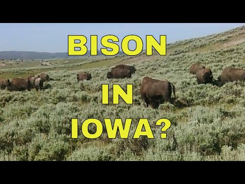 I Found Bison in Iowa? Driving the Glacial Trail Scenic Byway.
