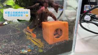 魚爸爸您別挨罵了🤣