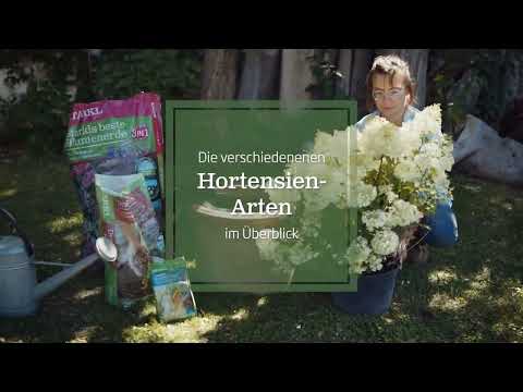 Hortensien-Arten im Überblick (Standort, Setzen, Pflege)