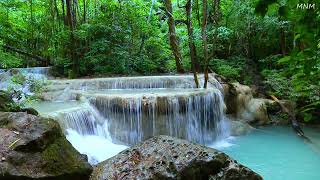 Download lagu Suara burung yang indah, aliran air yang damai di hutan hijau, ASMR mp3
