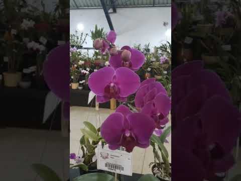 Deus não é homem para que minta