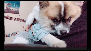 毛小孩降臨哈比愛寶寶家啦！鏟屎官們該暴動拉！Feat.肥美