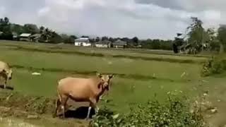 Download lagu Sapi di bilang HAY TAYO lucu bikin ngakak mp3 Download lagu Sapi di bilang HAY TAYO lucu bikin ngakak mp3