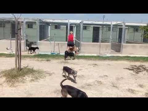 Melva, Sirena, Lapa, Piraña y Balviana, primer dia en el refugio.