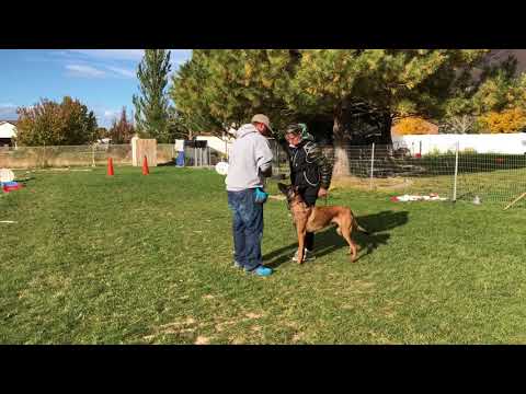 Voodoo defense of handler