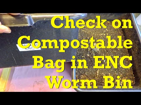 ENC worm bins (younger one w 150 day compostable bag) fed after 13 days - vermicompost