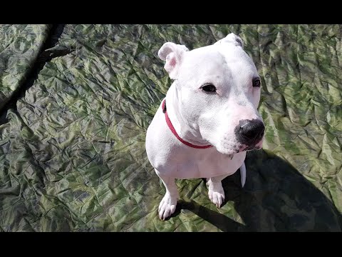 Military Issued Poncho Liner (Woobie) for Your Survival Kit