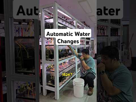 Automate Your Aquarium Water Changes #aquariumhobby #waterchange #fishkeeping