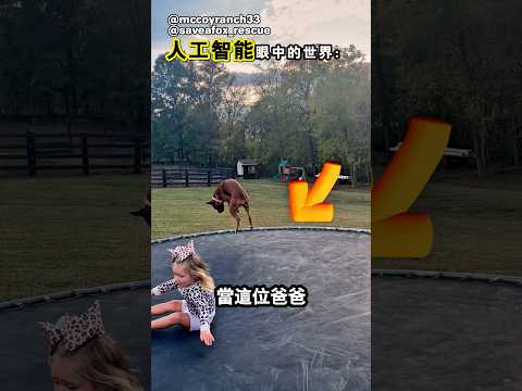 小動物們都很喜歡這個彈跳床
