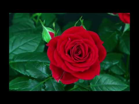 Happy Birthday Chetna