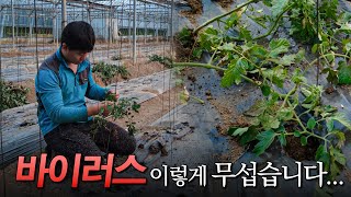 작물 망치는 세균, 곰팡이, 바이러스 이렇게 예방합시다.