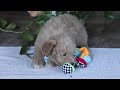Miniature Poodle dogs for sale: Chloe - Video 1