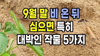 9월 말 비 온 뒤 심으면 특히 쑥쑥 자라 대박인 작물 5가지