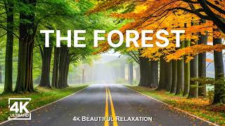 A Quiet Autumn Forest Journey | Golden Lakes, Forest Roads & Soft Pian
