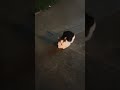 Greeting The Tuxedo Cute Cat With Meow Meow