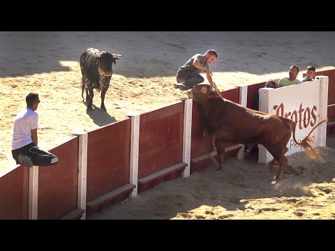 Un Toro Bravo Dentro y Otro Fuera Esperando Peñafiel 2022