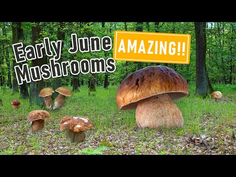 AMAZING Mushroom Foraging - Early June 2024 - Huge King Boletes, Boletus edulis, Boletus reticulatus