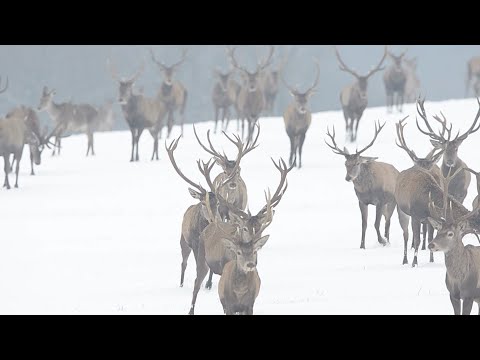 M5 csatorna - Február utolsó ereje - a természet megújulásra kész – 2020/7. adás – 2020.03.14.