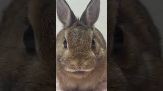 見つめるうさぎ #ネザーランドドワーフ #うさぎ