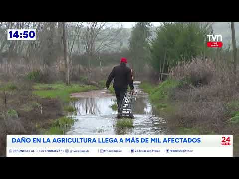Vecinos de La Orilla en Pencahue debieron ser evacuados  | 24 Horas TVN - Red Maule