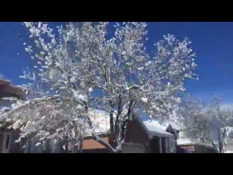 Timelapse of Snow on Evergreens Following Spring Snowstorm in Colorado