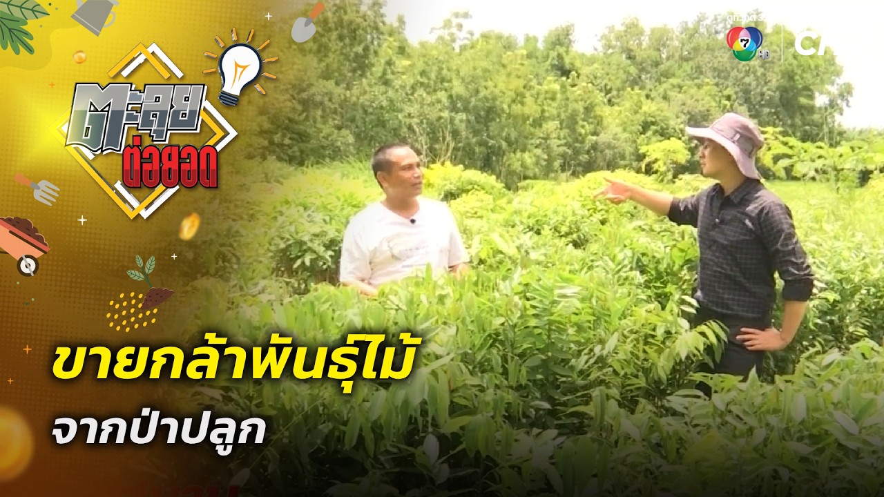 ขายกล้าพันธุ์ไม้ จากป่าปลูก | ตะลุยต่อยอด