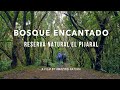 🌿 Bosque Encantado (Enchanted Forest)- Anaga (Tenerife)
