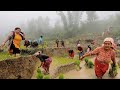National Paddy Day In The Nepali Village Part 1 Village Life Unusual Traditional Culture