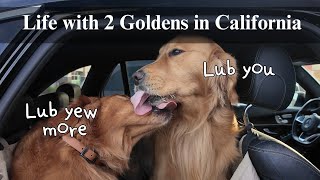 Days in my life with 2 Goldens | Grooming at home, crazy dog zoomies, playing video games