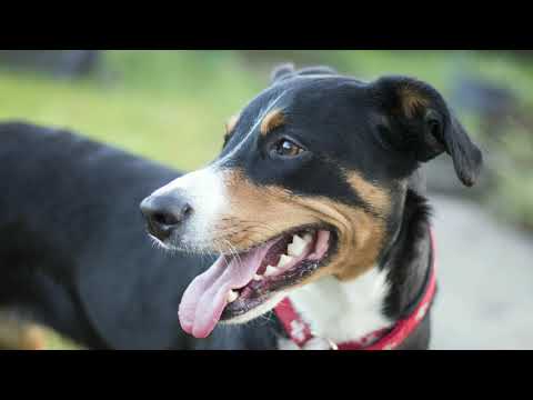 Appenzeller Sennenhund Erziehung  - die 7 besten Tipps [NEU]