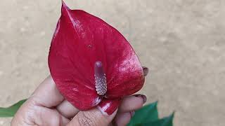 Download lagu පුදුම ලස්සන ෆස්ට් පර්පල් සිඩ් රැඡිනක් ඔනිද?0752878676 mp3