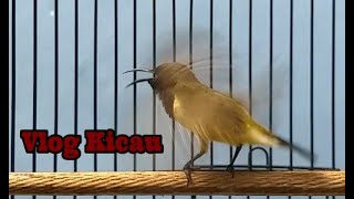 Download lagu Sogok Ontong NGOBRA GACOR RAPAT Memikat Sogon lain agar ngikut mp3