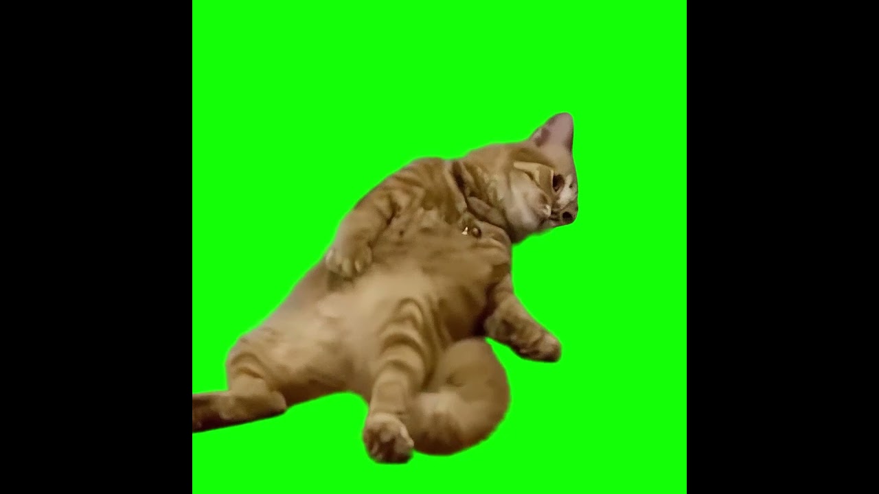 Tired Cat meme   Exhausted Cat meme Green Screen – CreatorSet