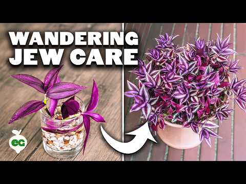 download lagu mp3 mp4 Tradescantia Plants For Sale, download lagu Tradescantia Plants For Sale gratis, unduh video klip Tradescantia Plants For Sale