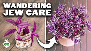 Wandering Jew Plant Care: Growing Tradescantia Zebrina