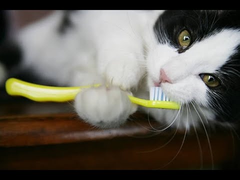 How Important is Cat Teeth Care?