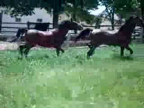 Sons by National Champion Arabian Stallion Eternity