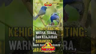 Download lagu Kehicap RantingWarna Dan Ke Ajaiban Sarangnya #animals #facts #wildlife #birds #kicaumania #kicau mp3 Download lagu Kehicap RantingWarna Dan Ke Ajaiban Sarangnya #animals #facts #wildlife #birds #kicaumania #kicau mp3