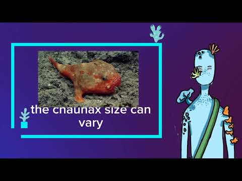 facts with Reef!  The coffinfish