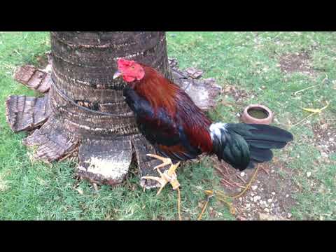 Penny Hatch Stag Gamefowl | Consolacion, Cebu, Philippines