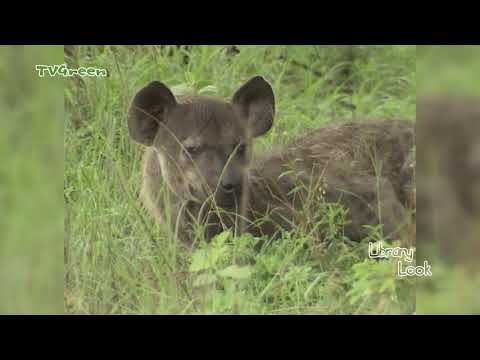 FaunaView: FaunaView: Kruger Park #3 (video_only)